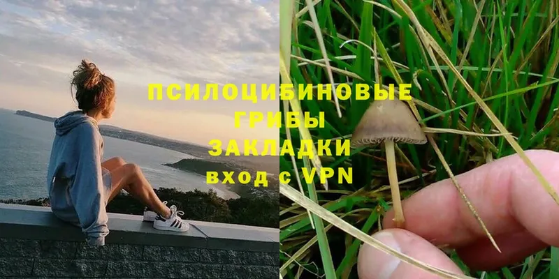 где продают   Ворсма  гидра как зайти  Псилоцибиновые грибы Magic Shrooms 